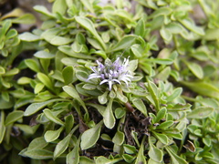Globularia borjae