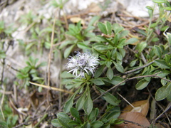 Globularia borjae
