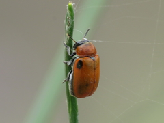 Coptocephala scopolina
