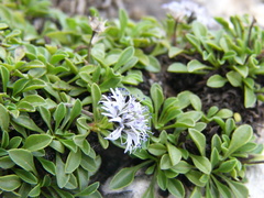 Globularia borjae