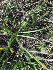 Androstephium coeruleum