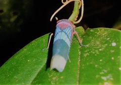 Amblyscarta opulenta