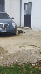 Felis catus