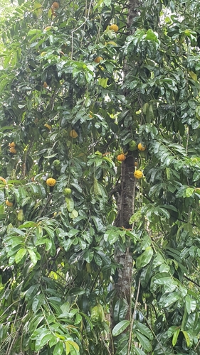 Image of Garcinia atroviridis by (c) Cheongweei Gan, some rights reserved (CC BY)