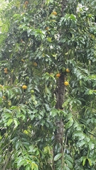 Garcinia atroviridis