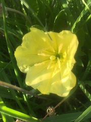 Oenothera triloba