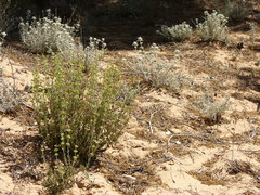 Sideritis chamaedryfolia