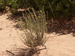 Sideritis chamaedryfolia