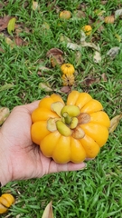 Garcinia atroviridis