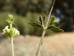 Sideritis chamaedryfolia