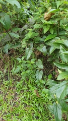 Aristolochia acuminata