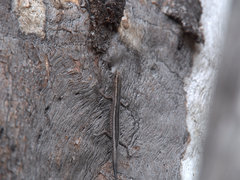 Cryptoblepharus pulcher pulcher