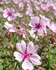 Geranium linearilobum