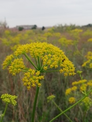 Pastinaca clausii
