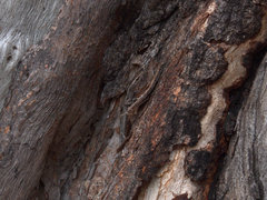 Cryptoblepharus pulcher pulcher
