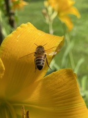 Apis mellifera