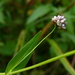 Persicaria sagittata - Photo (c) Dendroica cerulea,  זכויות יוצרים חלקיות (CC BY-NC-SA)