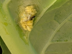 Cotesia glomerata bracovirus