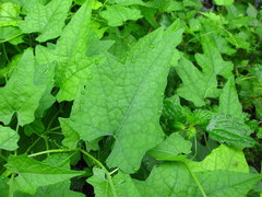 Actinostemma tenerum