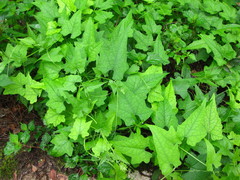 Actinostemma tenerum