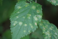 Pachypsylla celtidisasterisca