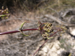 Ferula loscosii