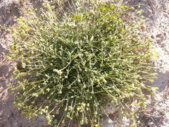 Helianthemum squamatum