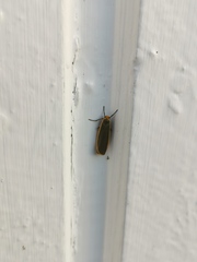 Eilema lurideola