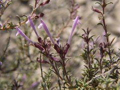 Thymus antoninae