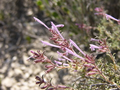 Thymus antoninae