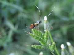 Nemophora albiciliellus