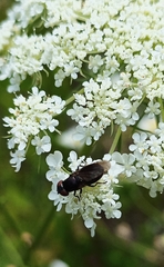 Chrysogaster solstitialis