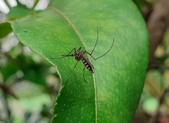 Armigeres subalbatus