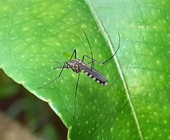 Armigeres subalbatus