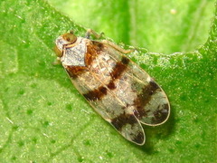 Reptalus quadricinctus