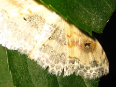 Scopula indicataria