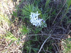 Amsonia ciliata texana