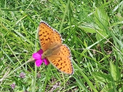 Argynnis niobe