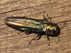 Agrilinae