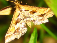 Diasemia accalis