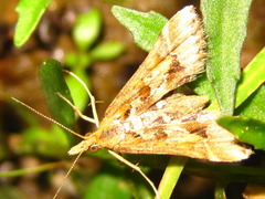 Diasemia accalis