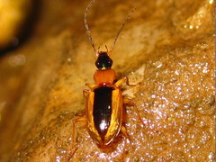 Agonum daimio