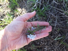 Amsonia ciliata texana
