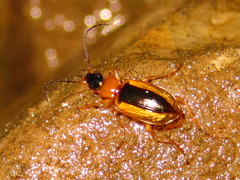 Agonum daimio