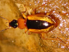 Agonum daimio