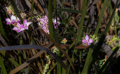 Boronia denticulata