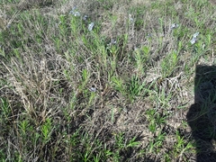 Amsonia ciliata texana