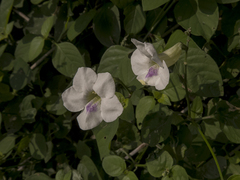 Asystasia gangetica gangetica