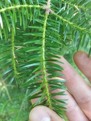 Abies cephalonica