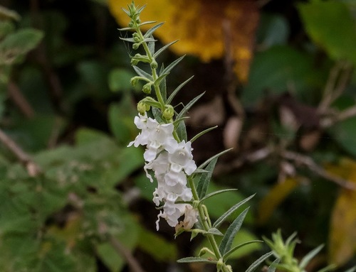 Angelonia salicariifolia